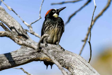 Blue Woodpecker Bird