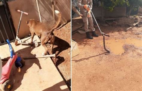 Cachorro Pit Bull é picado por cobra venenosa para proteger criança