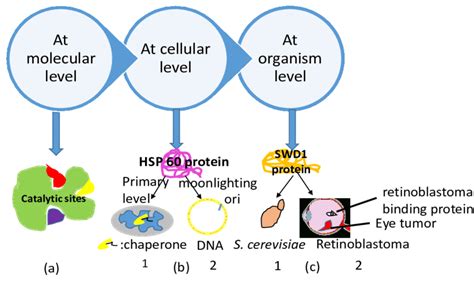 Different Levels Of Functionality Of Moonlighting Functions Of Proteins