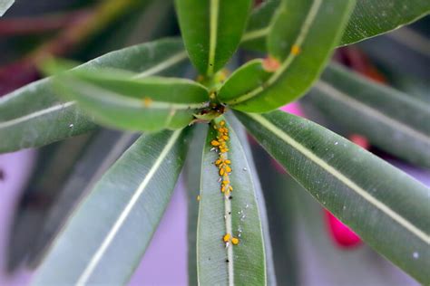 Oleander Blattl Use Bek Mpfen Mit Nat Rlichen Mitteln