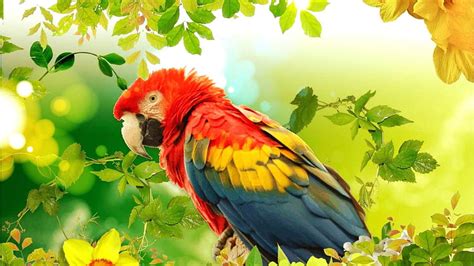 Perico Scarlet Macaw Bird Beak Eclectus Parrot Hd Wallpaper Pxfuel