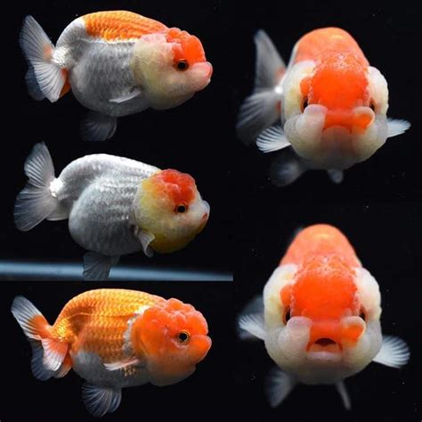 32 Popular Types Of Goldfish - Varieties You Can Have At Home