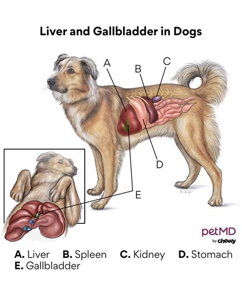 What Are The Signs Of Liver Failure In Dogs