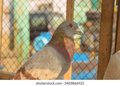 Fantail Pigeons Stock Photos Images Shutterstock