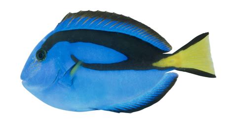 Blue Tang Fish Adaptations - Unique Fish Photo