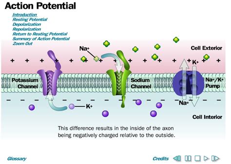 Cell Membrane Potential Youtube Labeled : Functions and Diagram