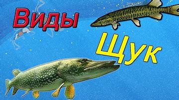 Какие бывают виды щуки? Ответов на вопрос: 25