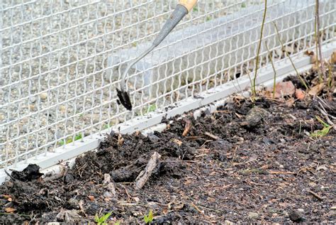 Planting Sweet Peas in My Garden - The Martha Stewart Blog