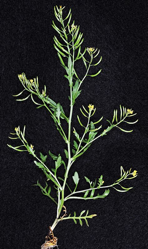 Rorippa Curvisiliqua Flora Of Eastern Washington And Adjacent Idaho