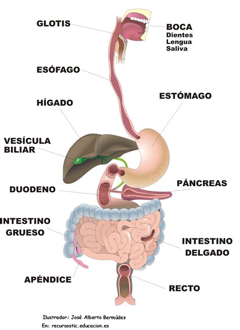 Las 12 Partes Del Sistema Digestivo Caracteristicas Y Funciones Images