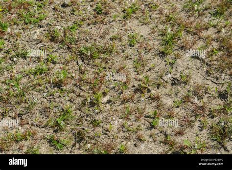 Withering Grasses And Weeds In Parched Field Metaphor For Water