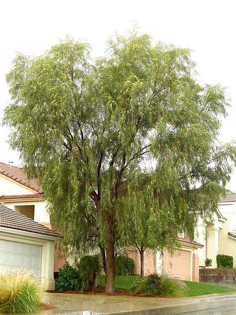 Pin On Lower Water Trees