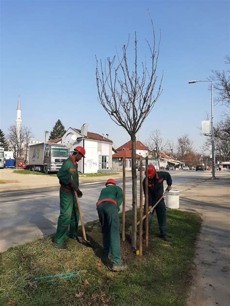 Sadnja Ukrasnih Drvorednih Sadnica U Gradu Banja Luka Tamaris Company