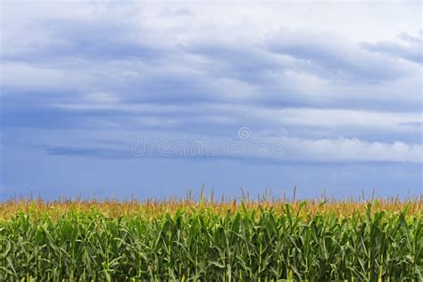 Corn Field Storm Clouds Overhead Stock Photos Free Royalty Free