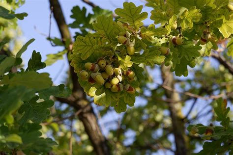 Tree Oak Acorns - Free photo on Pixabay - Pixabay