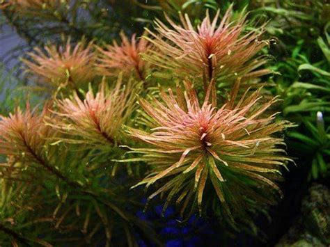 ЛЮДВИГИЯ КУБИНСКАЯ (Ludwigia cuba) | Freshwater plants, Water plants ...