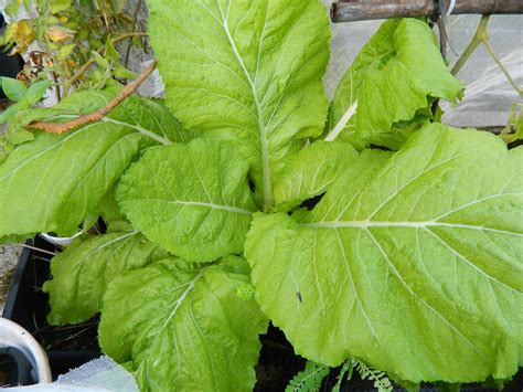 Mostarda Aprenda A CULTIVAR Esse Vegetal Em Casa