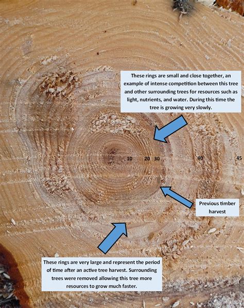 Annual Rings Labeled