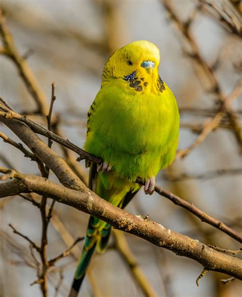 Top Green Parrot Hd Wallpaper Full Hd K Free To Use