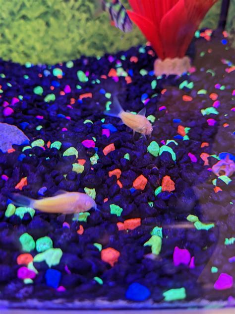 Glo Corys Rcorydoras