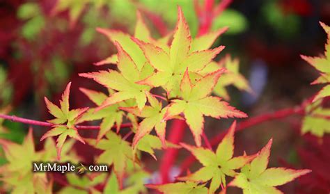 16 Different Types Of Japanese Maple Trees And Identifying Features