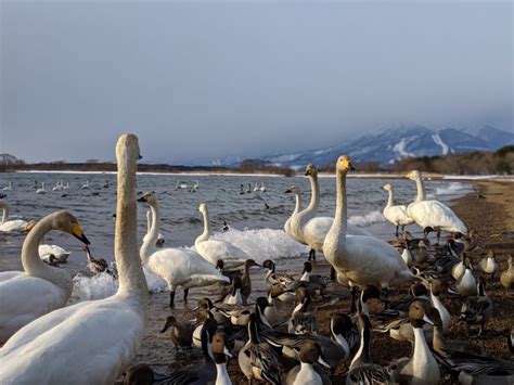 白鳥を見るなら猪苗代湖がおすすめ！冬の渡り鳥を見に行こう。 くつろぎ宿ブログ～勝手に会津観光局～