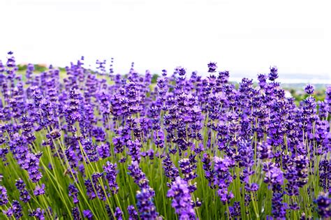 Lavender Lapangan Bunga Foto Gratis Di Pixabay Pixabay