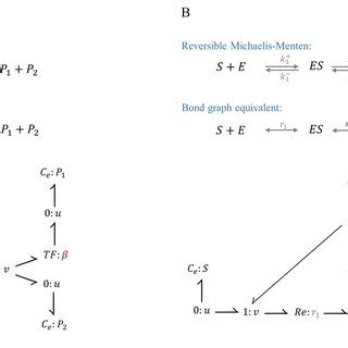 Bond graph representation of reversible reactions. (A) Reversible mass... | Download Scientific ...