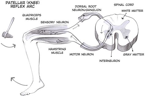 Hbs Unit 2 Review Sheet Biomed Guide