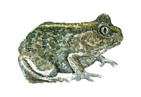 Common Spade Toad Watercolor Painting By Frits Ahlefeldt Laurvig Fine