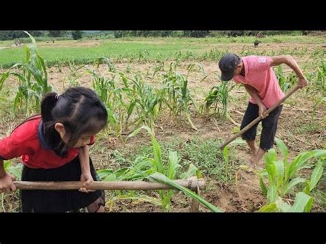 Caring For Weeding Corn Garden And Was Helped With Food And Water By