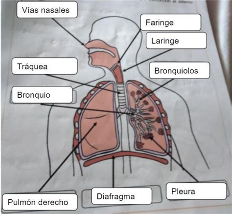 Escribe El Nombre De Cada Uno De Los Rganos Que Forman El Sistema