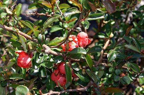 Chaenomeles Speciosa Common Flowering Quince Flowering Quince