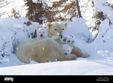 Polar bear (Ursus maritimus) and cubs, Wapusk National Park, Churchill, Hudson Bay, Manitoba ...