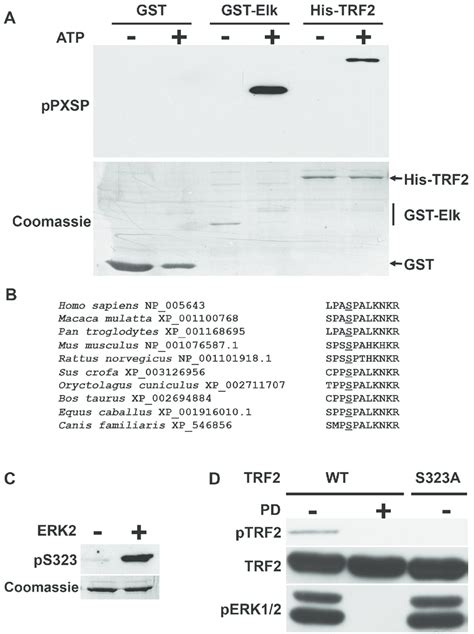 Identification Of An Erk Phosphorylation Site On Trf A Equimolar