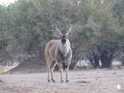 Eland Zimbabwe