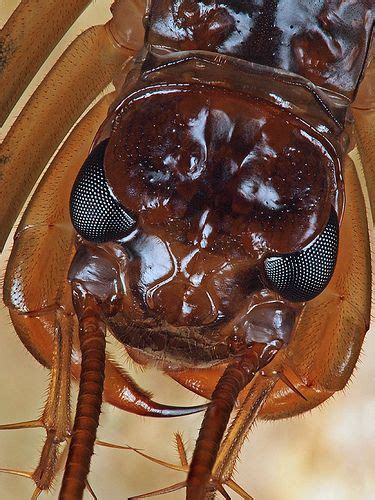 House Centipede - up close | Insect photos, Arthropods, Bugs and insects