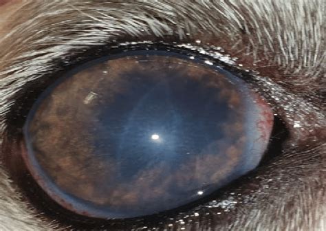 6yo Fn Whippet Anterior Uveitis And Secondary Chronic Glaucoma Note The