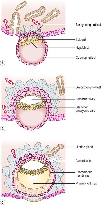 Embryonic Disc Formation