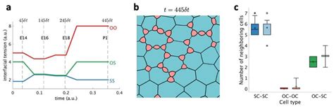 Simulation Of Developing Olfactory Epithelium Until Postnatal