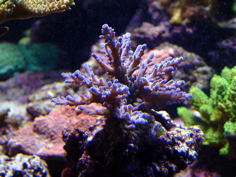Melevsreef.com - Austin, Tx