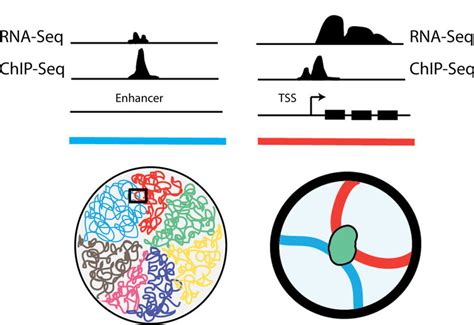 1 Top Conventional Chip Seq And Rna Seq Tracks On The Linear Genome