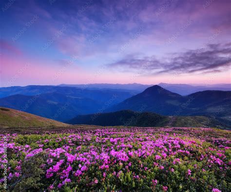 Mountains during flowers blossom and sunrise. Flowers on the mountain ...