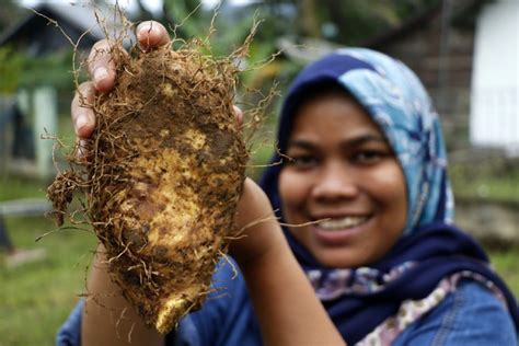 Ubi Hutan Tumbuhan Kaya Manfaat Di Kawasan Ekosistem Leuser Katahati