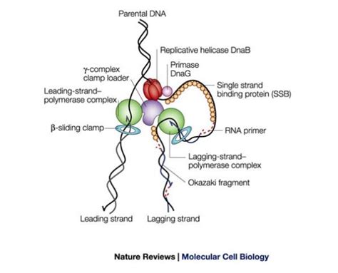 E. coli replisome structure | 3R How - Replication Recombination Repair