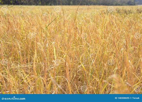 Riz Non D Cortiqu Organique Image Stock Image Du Brun Moisson