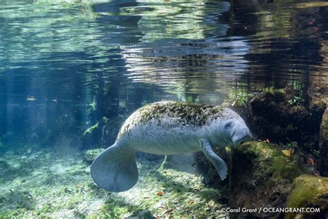 First Manatee of the Season | Manatee Tales