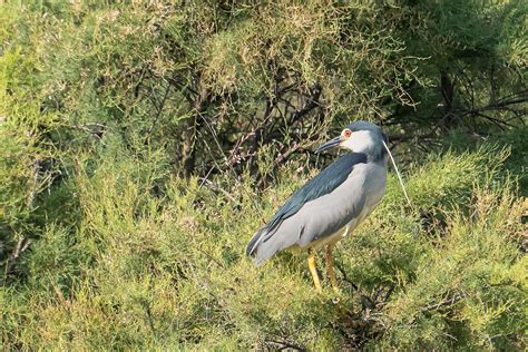 Martinet De Nit Comu Martinete Comun Black Crowned Nig Flickr