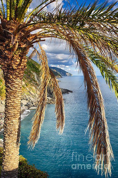 Palm Tree On The Coastal Hillside Vernazza Cinque Terre Liguria