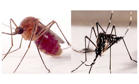 Saiba Qual A Diferença Entre O Mosquito Da Dengue E O Pernilongo